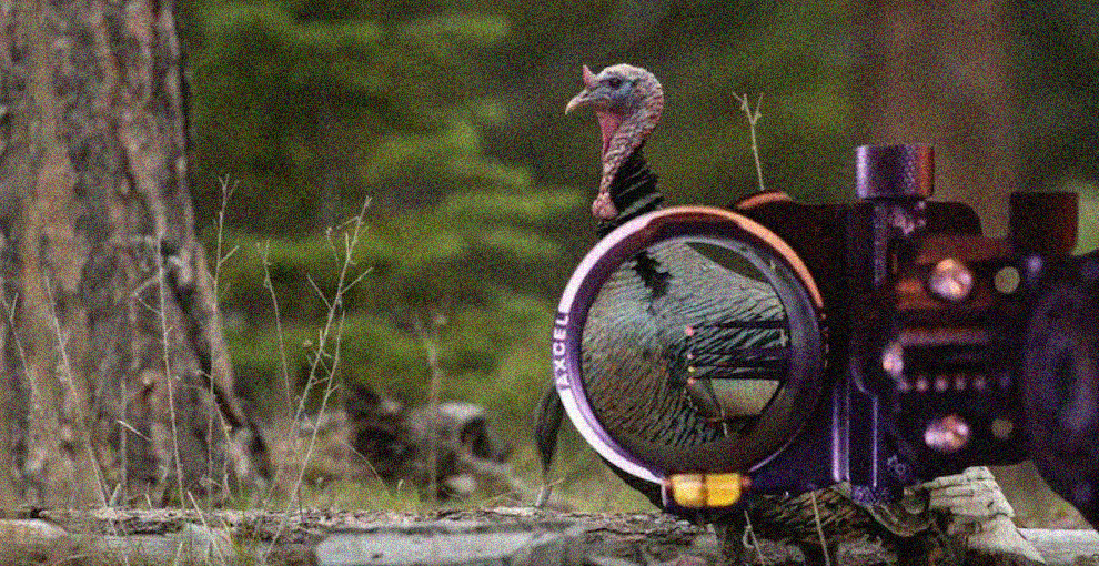 Where to shoot a turkey with a crossbow?